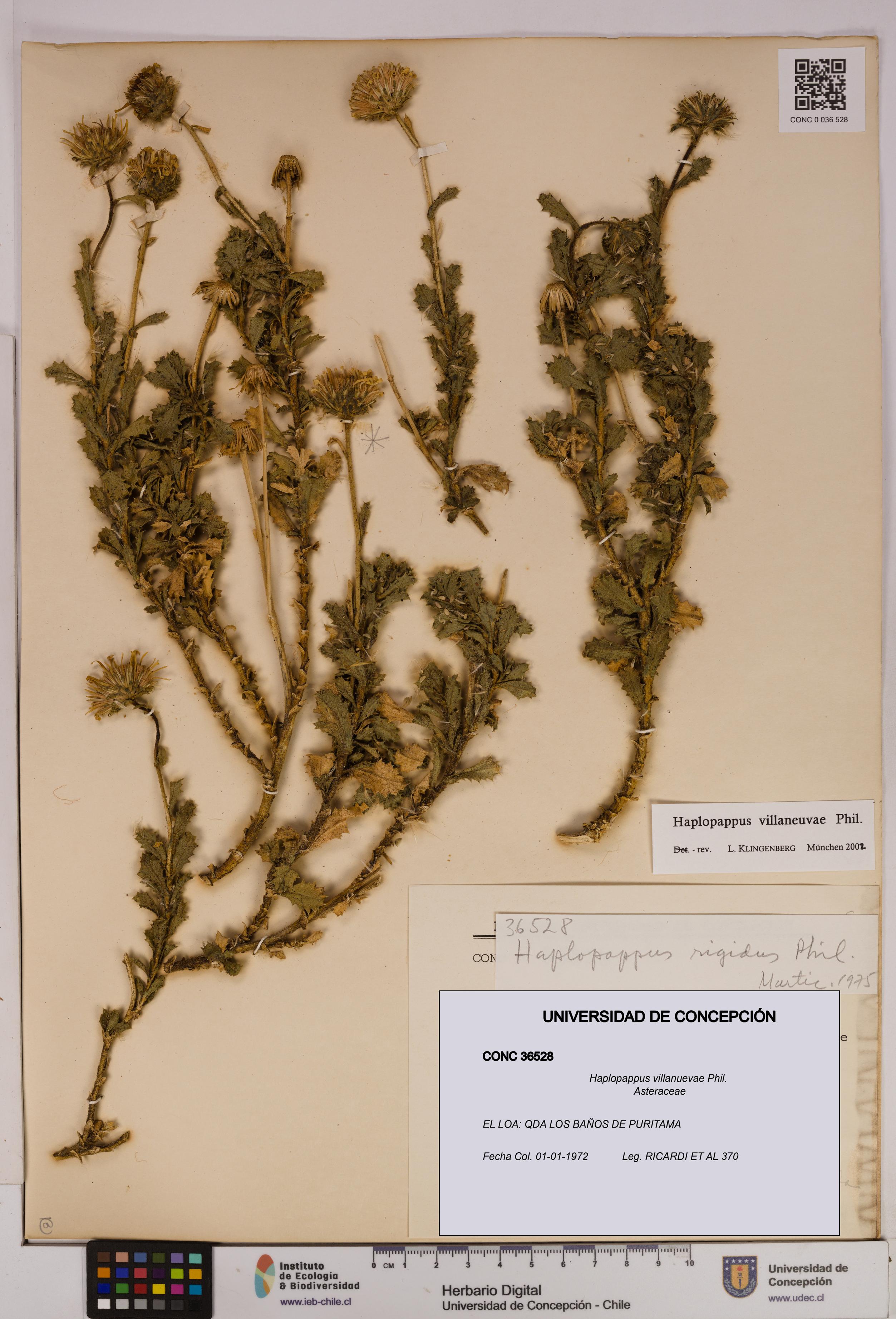 Haplopappus villanuevae [Espécimen: UDEC:CONC:0036528]