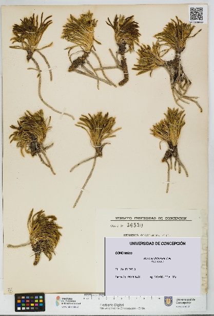 Werneria glaberrima [Espécimen: UDEC:CONC:0036530]