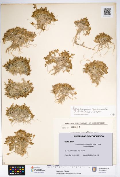 Sarcocornia pulvinata [Espécimen: UDEC:CONC:0036531]
