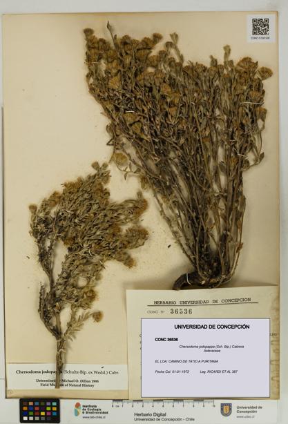 Chersodoma jodopappa [Espécimen: UDEC:CONC:0036536]