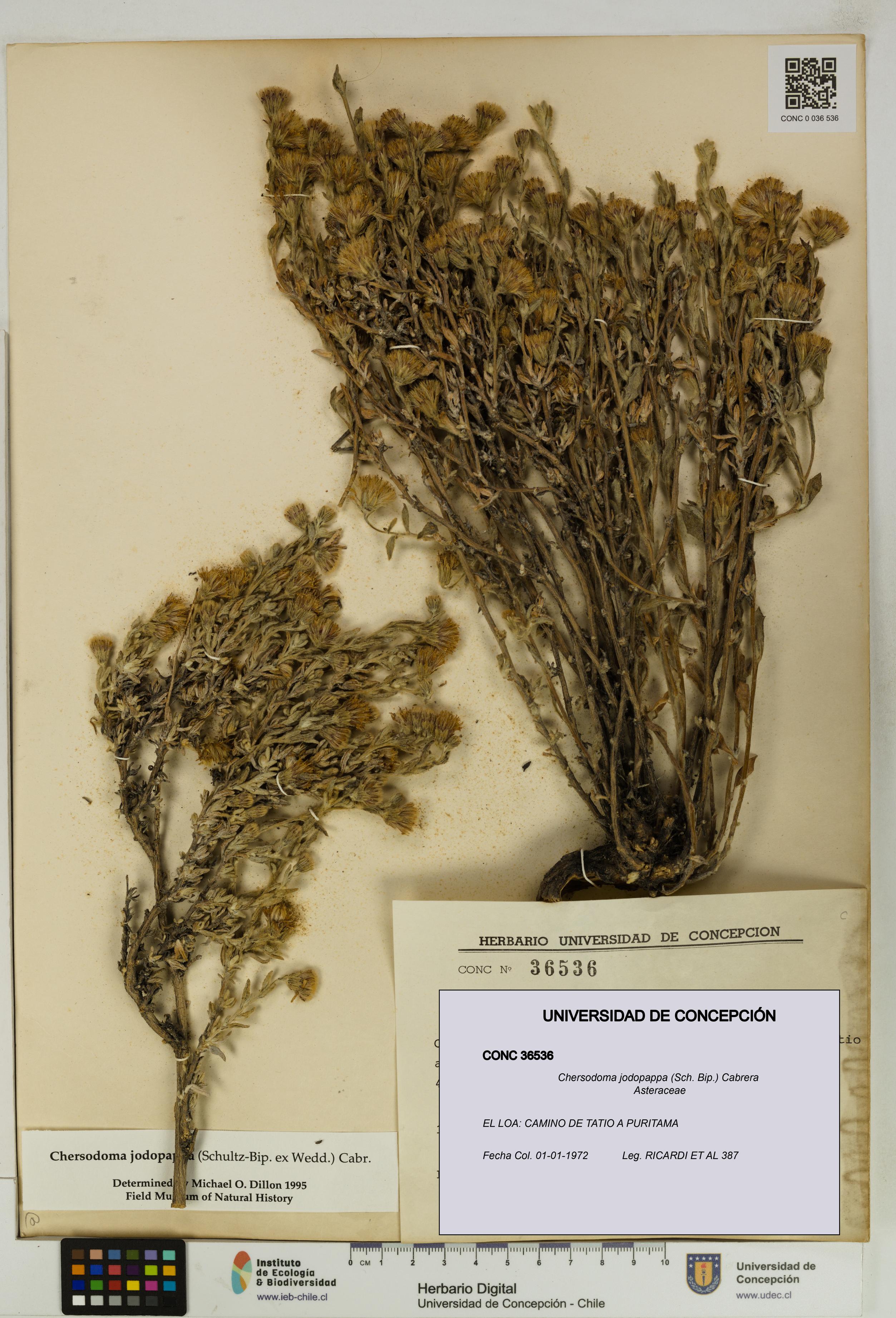 Chersodoma jodopappa [Espécimen: UDEC:CONC:0036536]