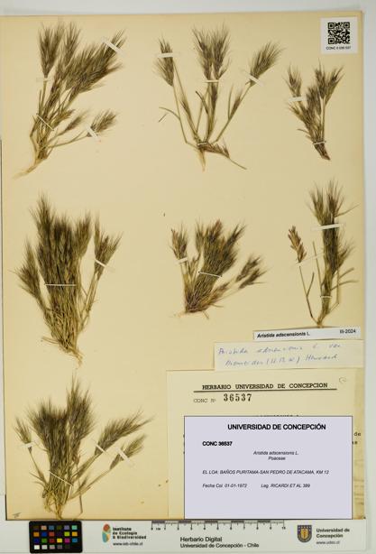 Aristida adscensionis [Espécimen: UDEC:CONC:0036537]