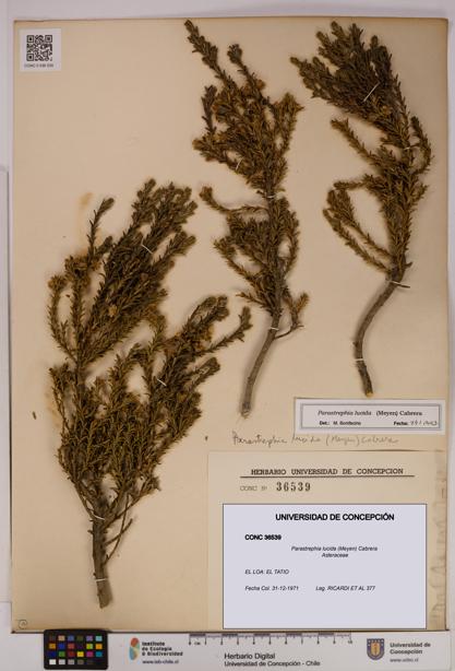 Parastrephia lucida [Espécimen: UDEC:CONC:0036539]