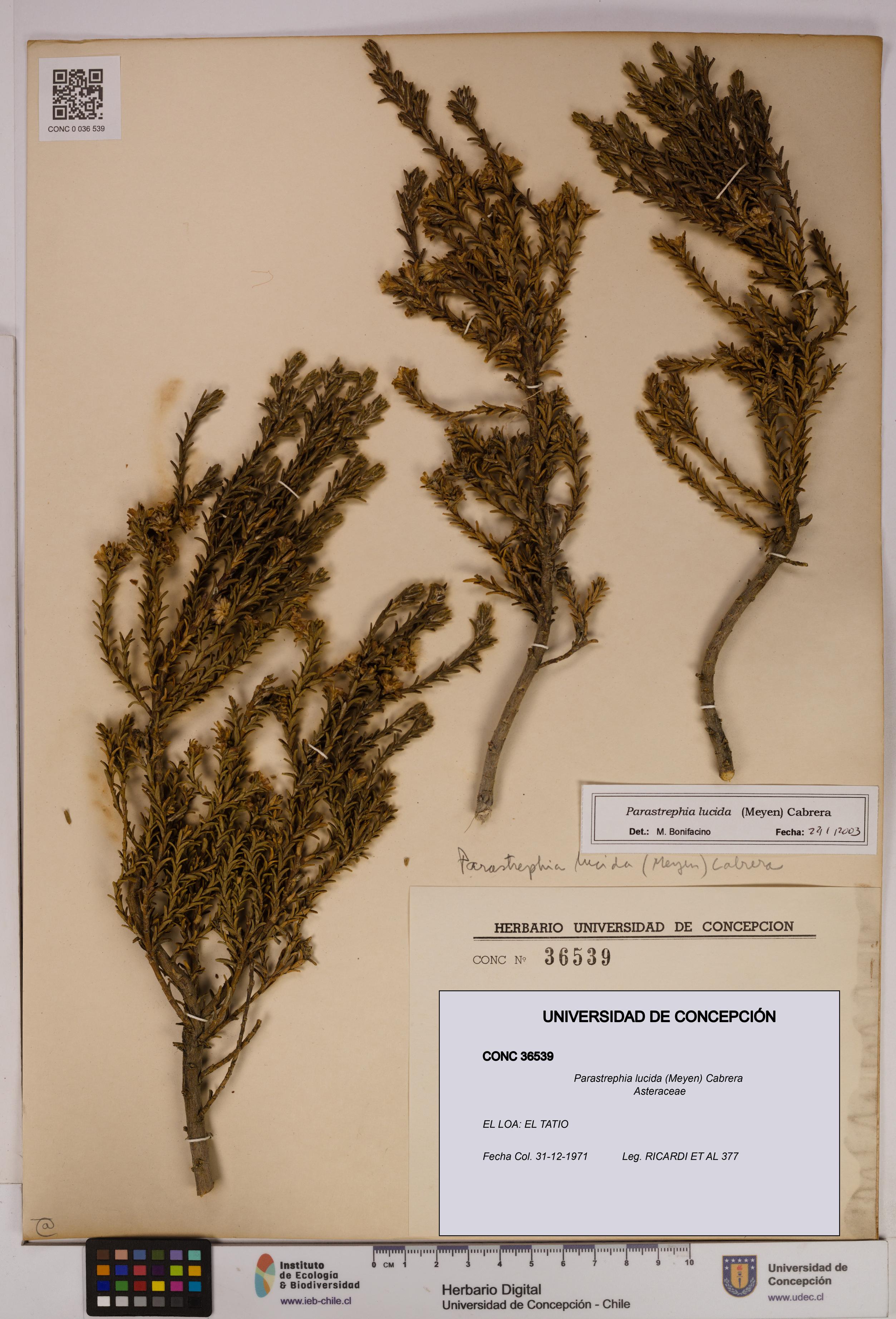 Parastrephia lucida [Espécimen: UDEC:CONC:0036539]