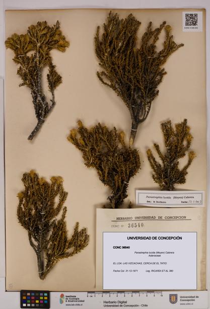 Parastrephia lucida [Espécimen: UDEC:CONC:0036540]