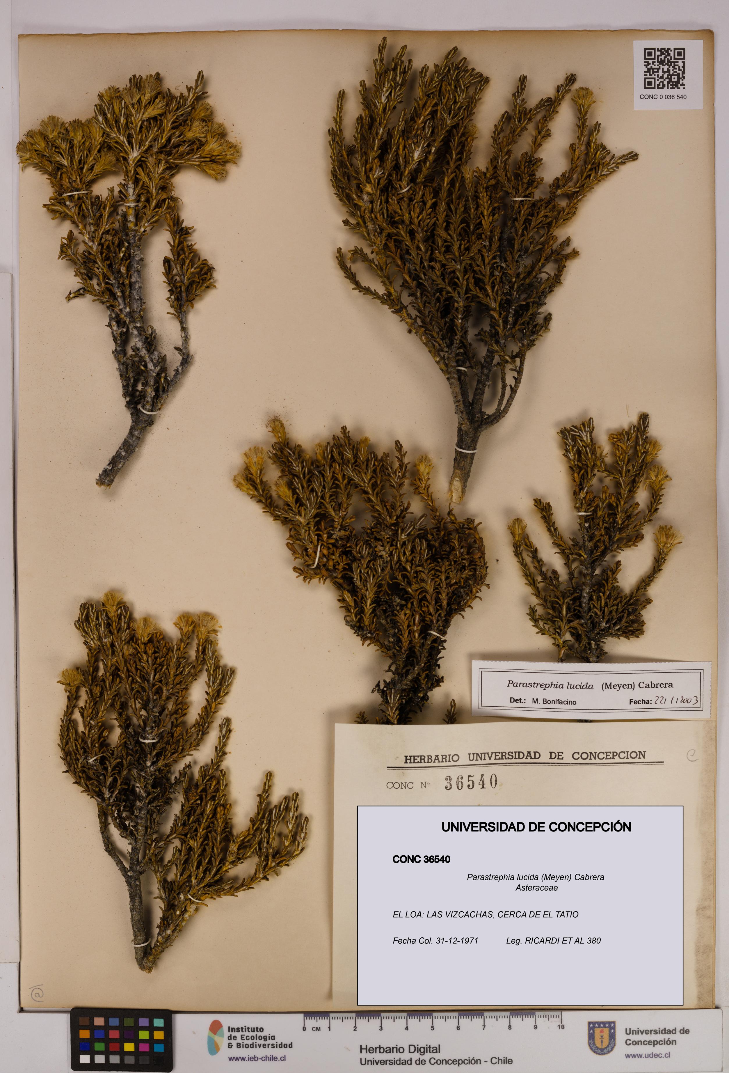 Parastrephia lucida [Espécimen: UDEC:CONC:0036540]