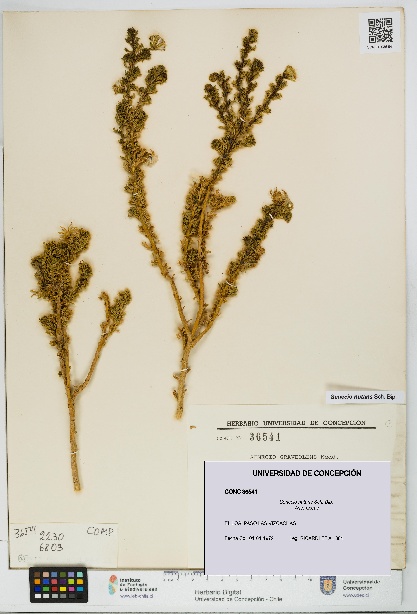Senecio nutans [Espécimen: UDEC:CONC:0036541]