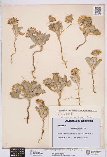 Trichocline caulescens [Espécimen: ]
