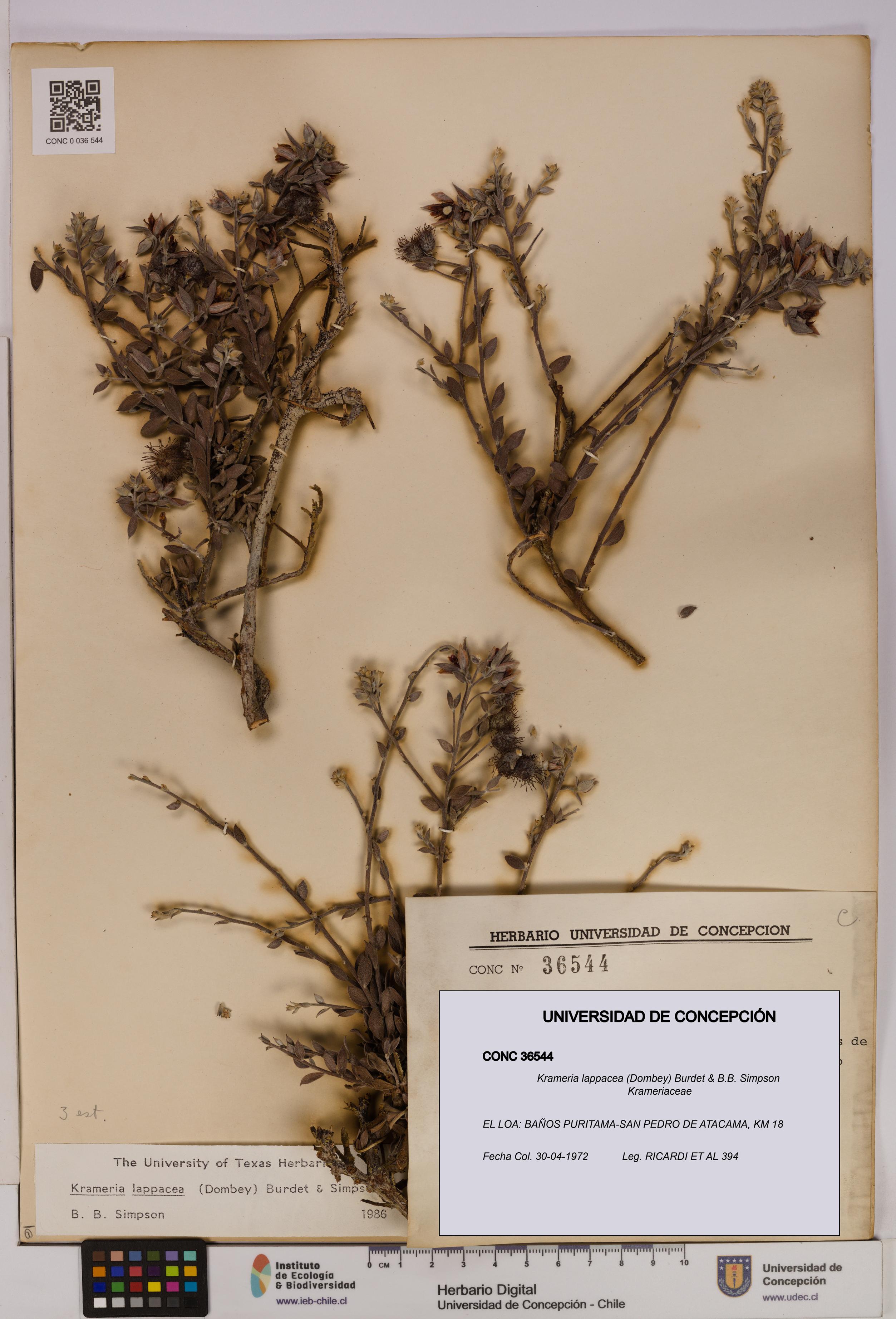 Krameria lappacea [Espécimen: UDEC:CONC:0036544]