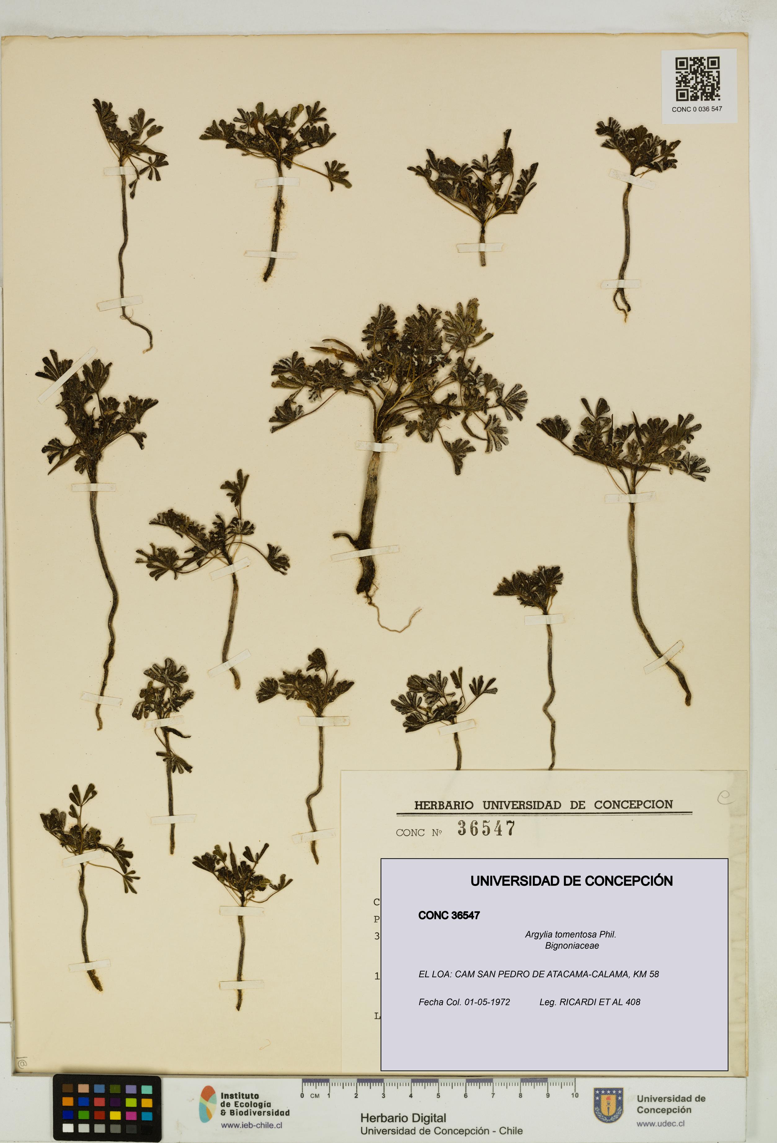 Argylia tomentosa [Espécimen: UDEC:CONC:0036547]