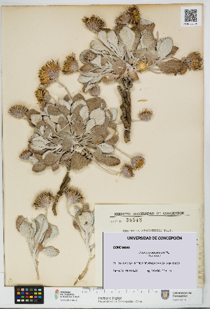 Urmenetea atacamensis [Espécimen: UDEC:CONC:0036548]