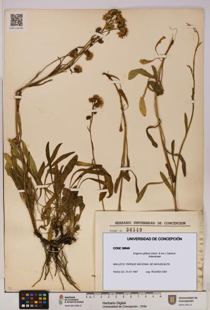 Erigeron gilliesii [Espécimen: UDEC:CONC:0036549]