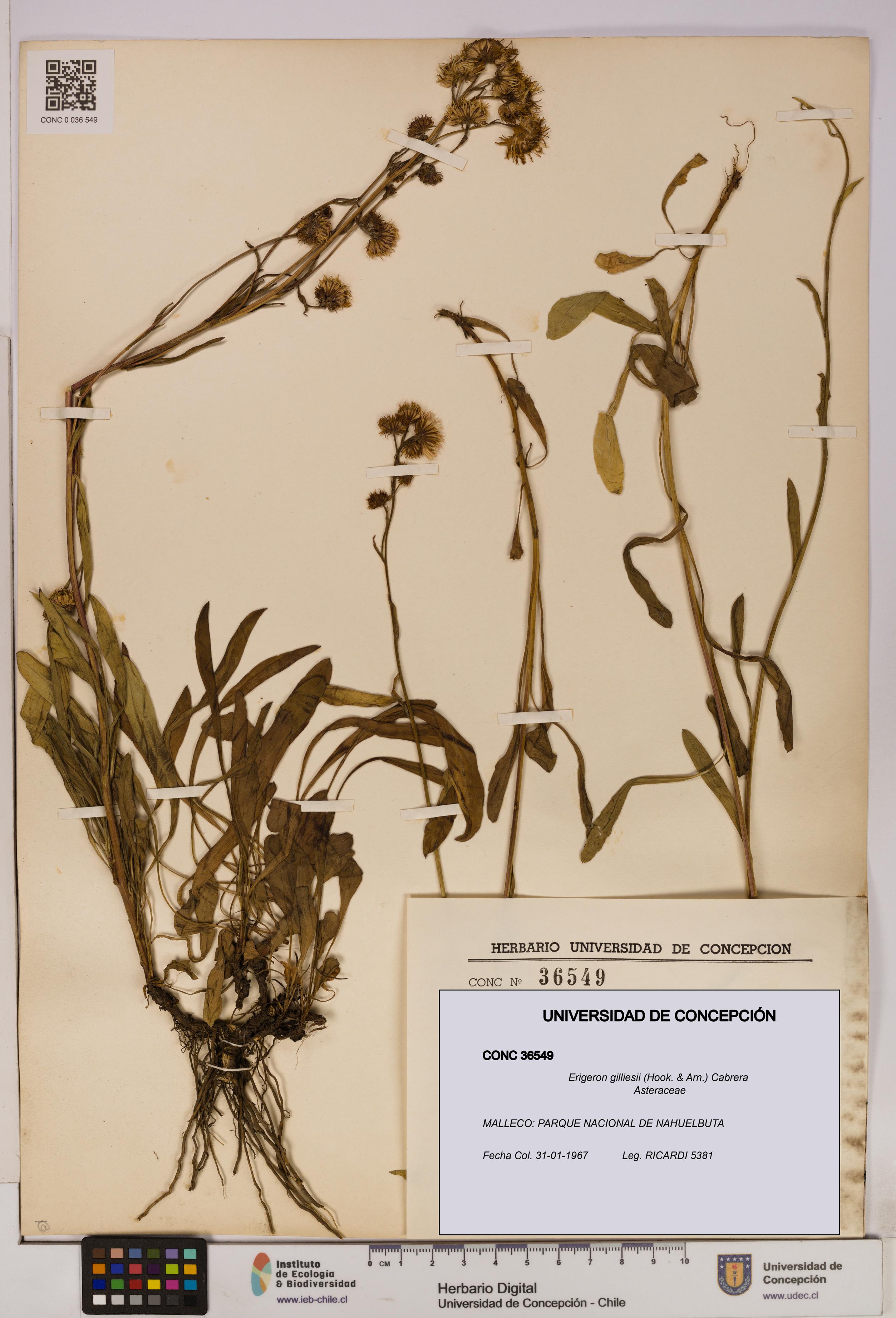 Erigeron gilliesii [Espécimen: UDEC:CONC:0036549]