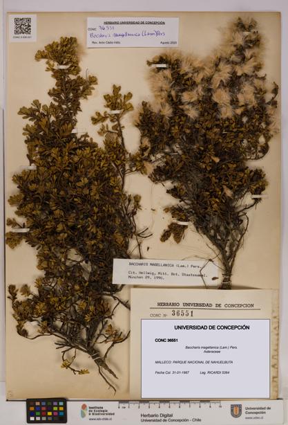 Baccharis magellanica [Espécimen: UDEC:CONC:0036551]