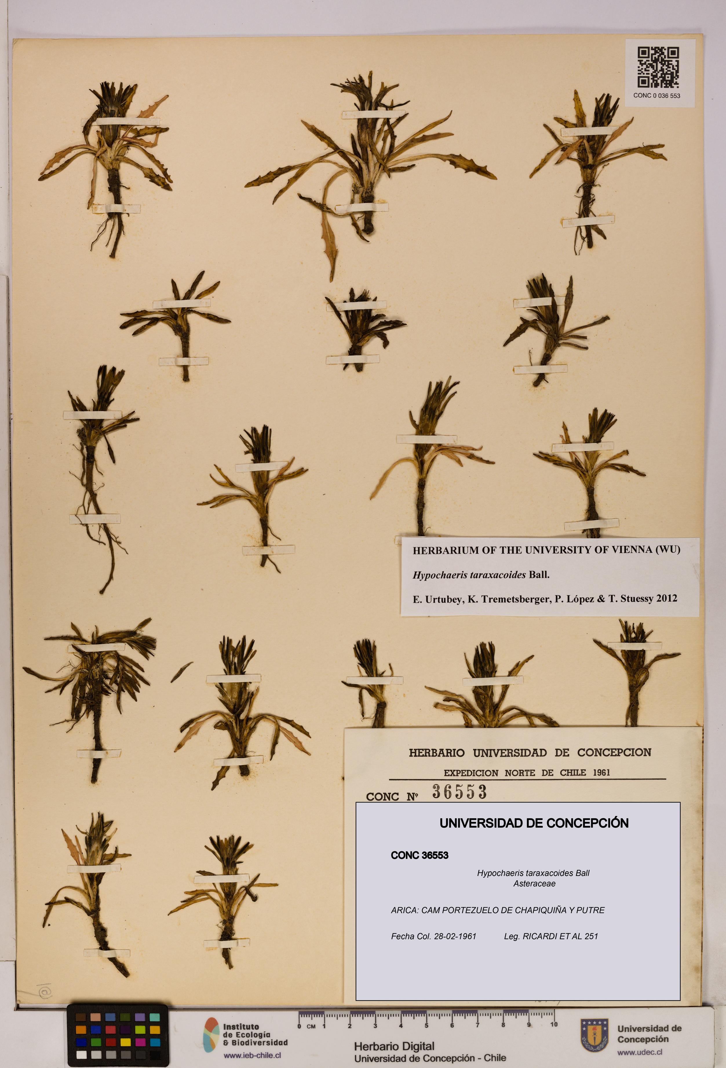 Hypochaeris taraxacoides [Espécimen: UDEC:CONC:0036553]