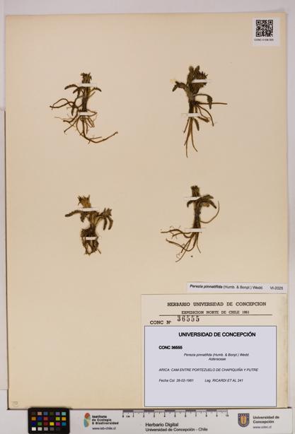 Perezia pinnatifida [Espécimen: UDEC:CONC:0036555]