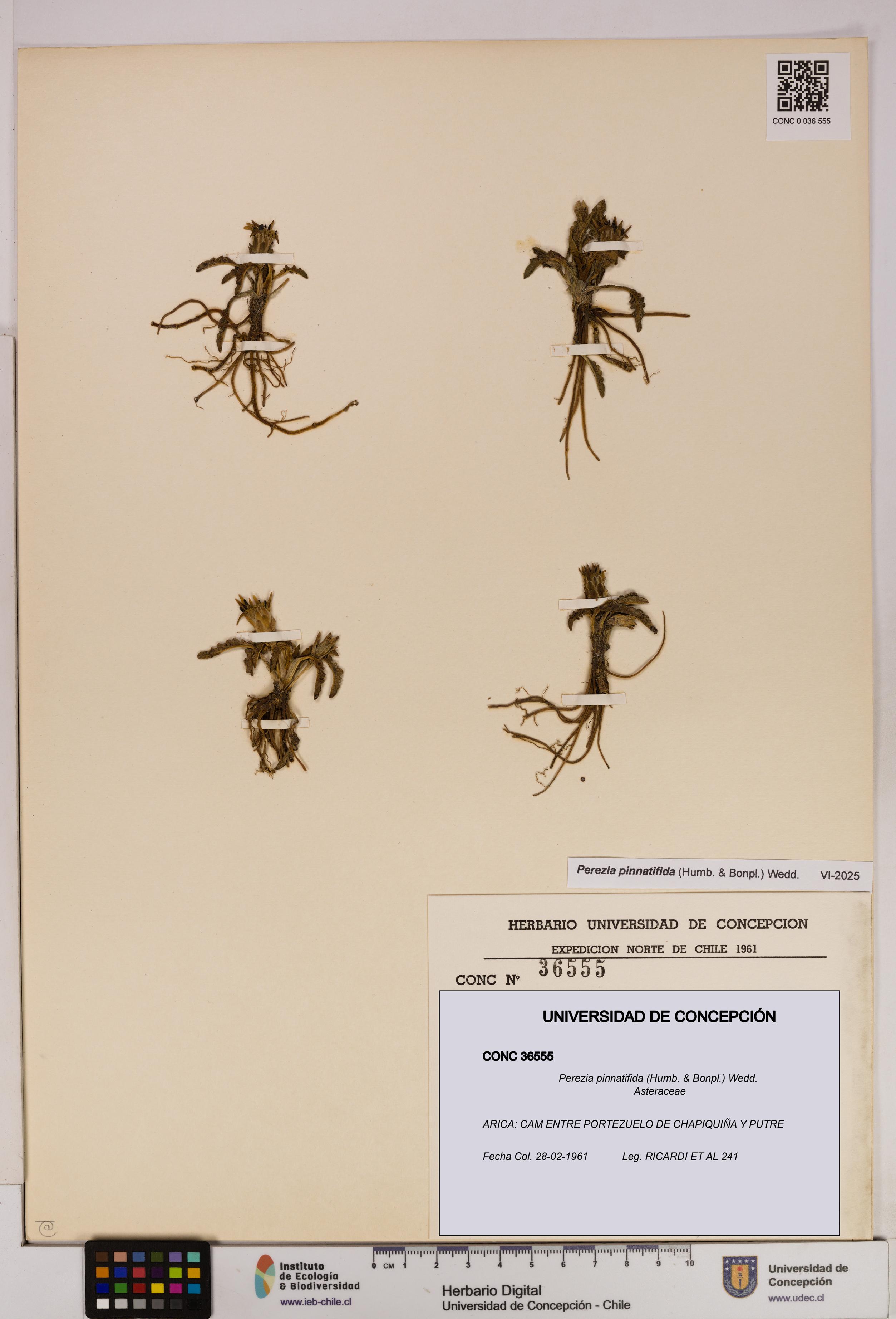 Perezia pinnatifida [Espécimen: UDEC:CONC:0036555]