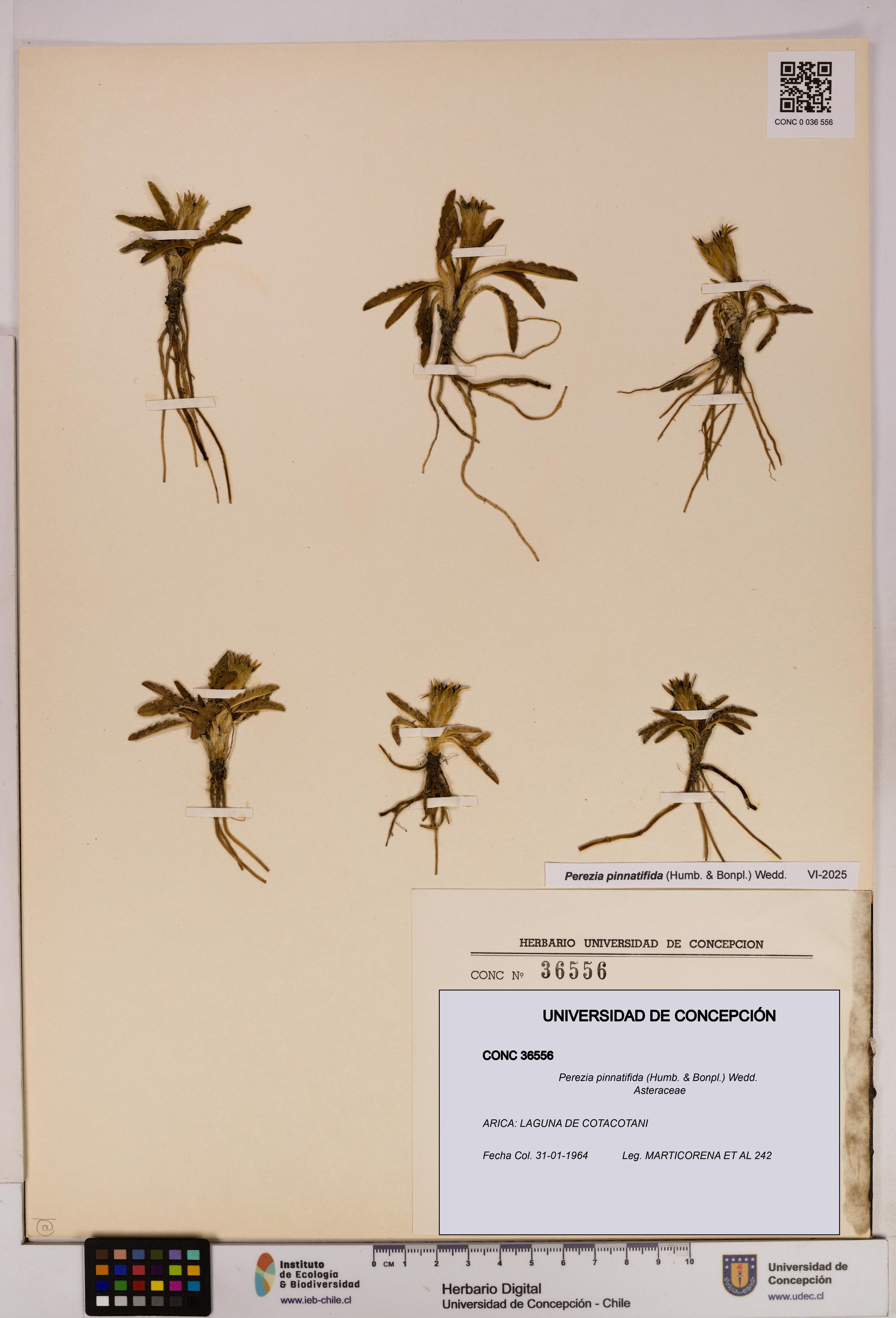 Perezia pinnatifida [Espécimen: UDEC:CONC:0036556]