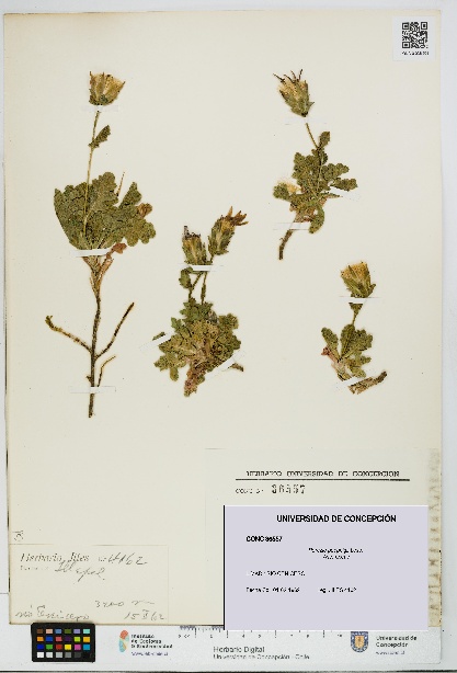 Perezia poeppigii [Espécimen: UDEC:CONC:0036557]