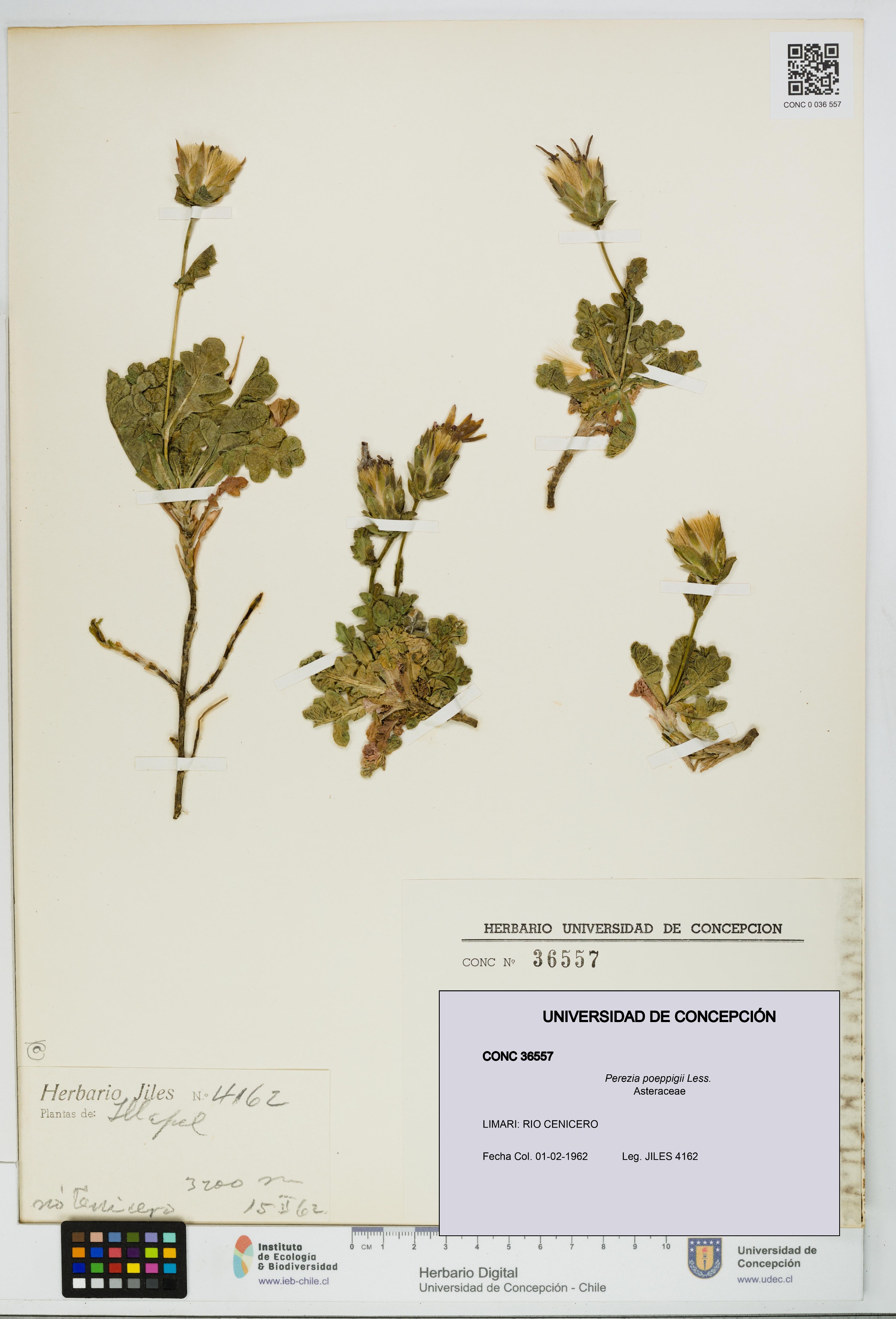 Perezia poeppigii [Espécimen: UDEC:CONC:0036557]