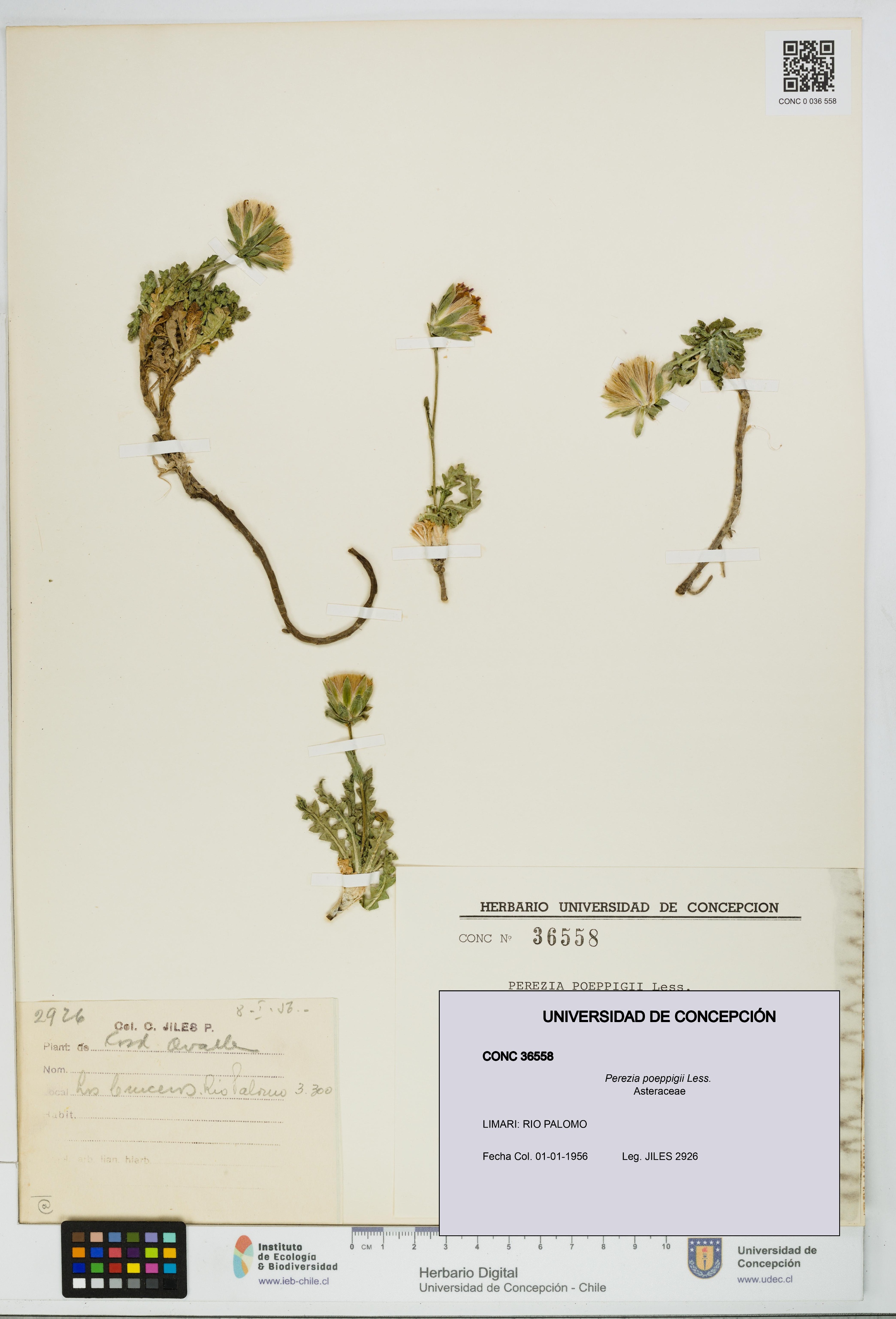 Perezia poeppigii [Espécimen: UDEC:CONC:0036558]