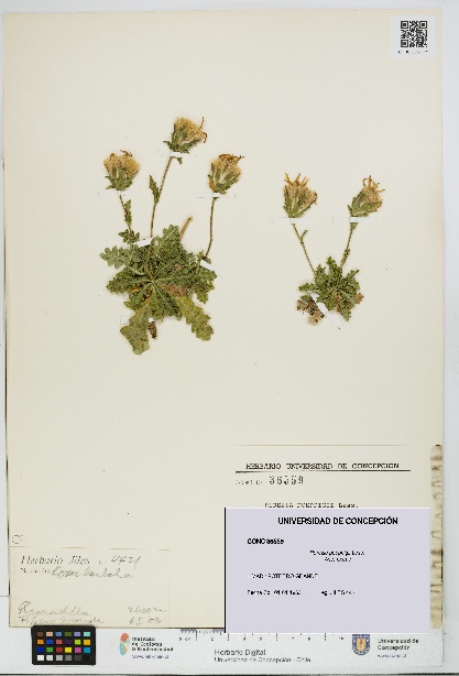 Perezia poeppigii [Espécimen: UDEC:CONC:0036559]