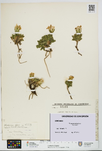 Perezia poeppigii [Espécimen: UDEC:CONC:0036560]