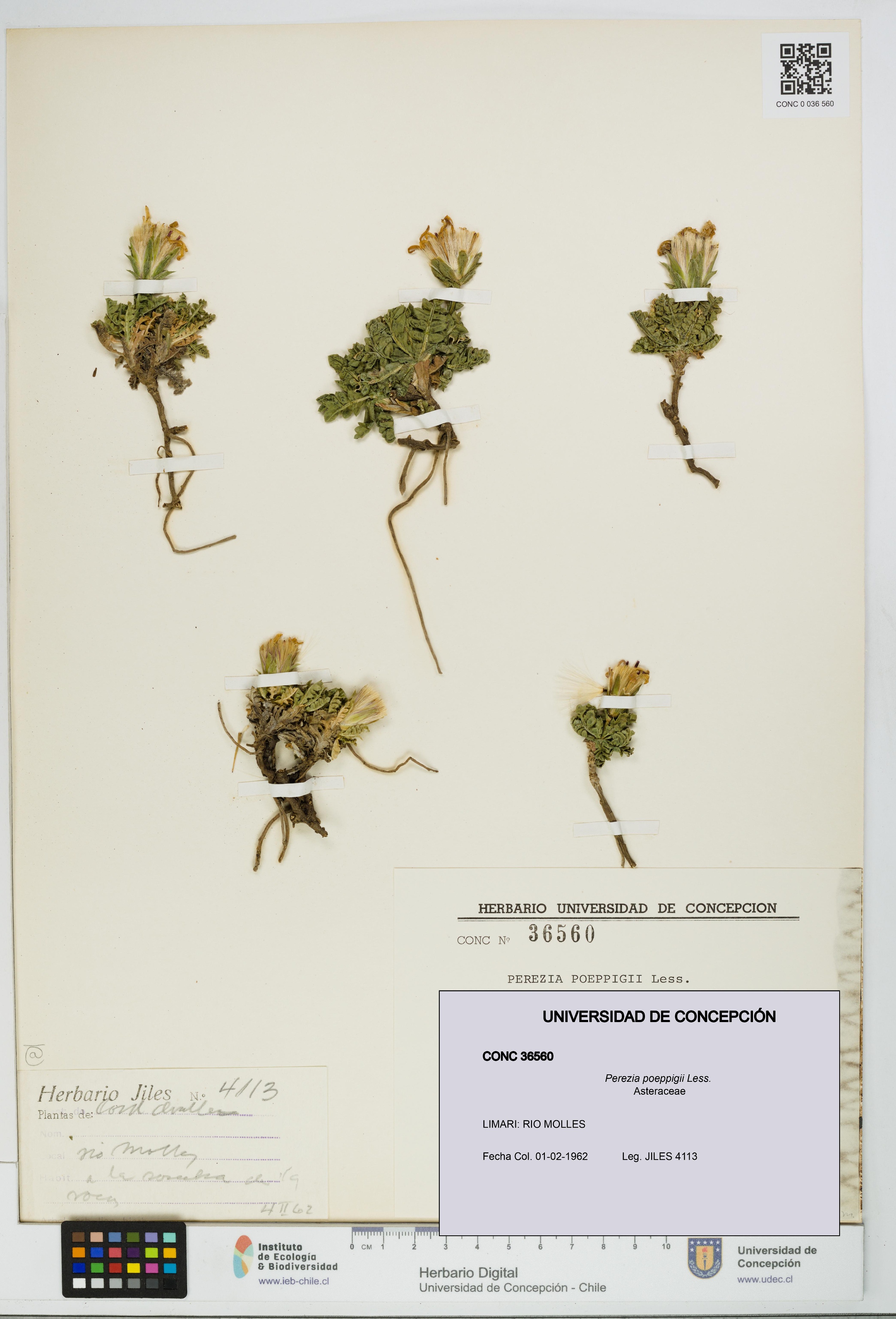 Perezia poeppigii [Espécimen: UDEC:CONC:0036560]