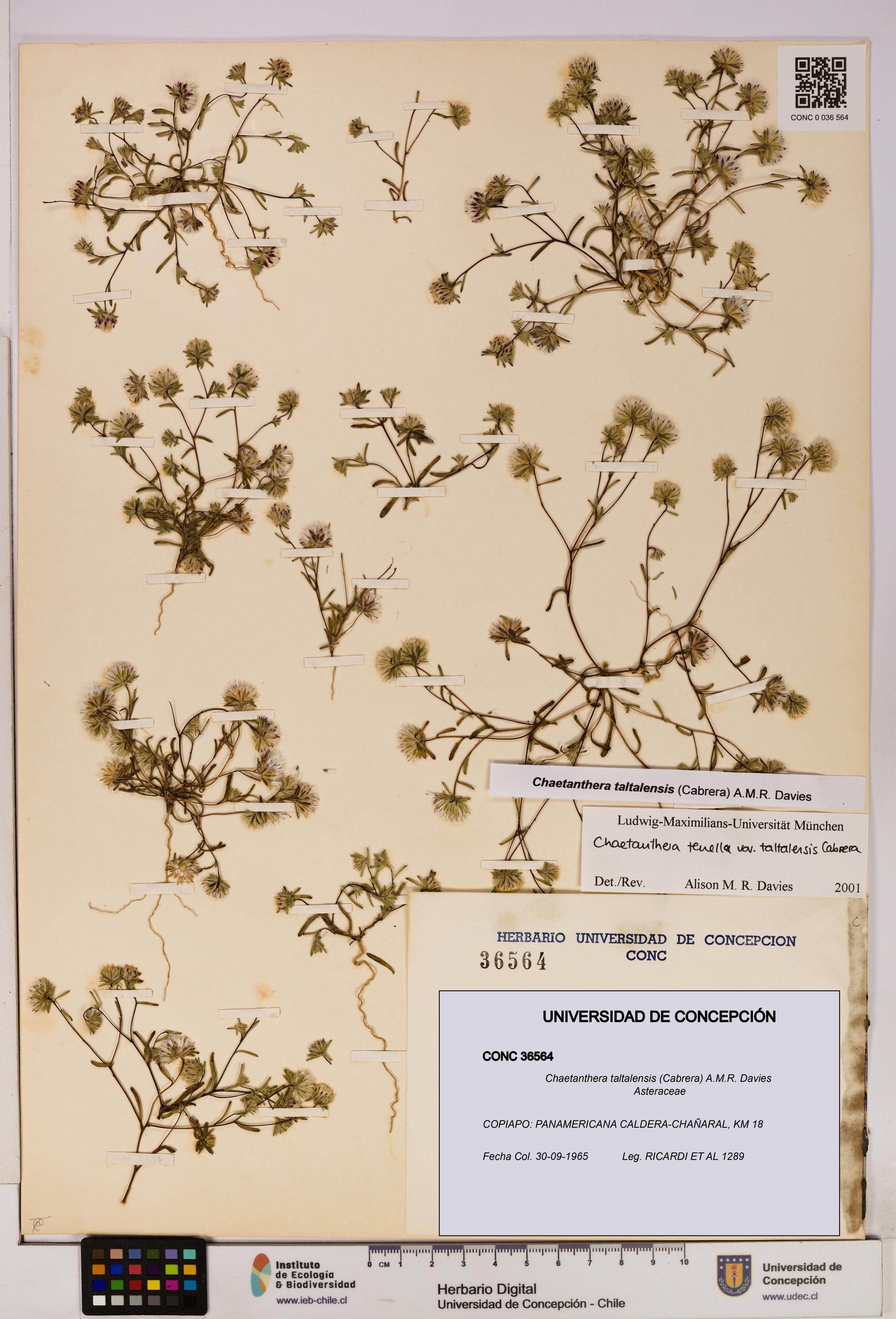 Chaetanthera taltalensis [Espécimen: UDEC:CONC:0036564]
