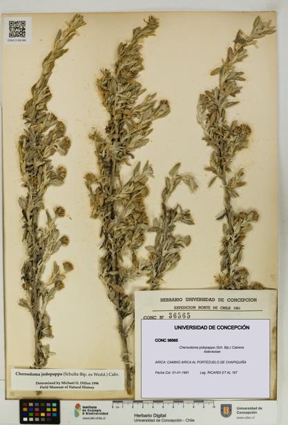 Chersodoma jodopappa [Espécimen: UDEC:CONC:0036565]