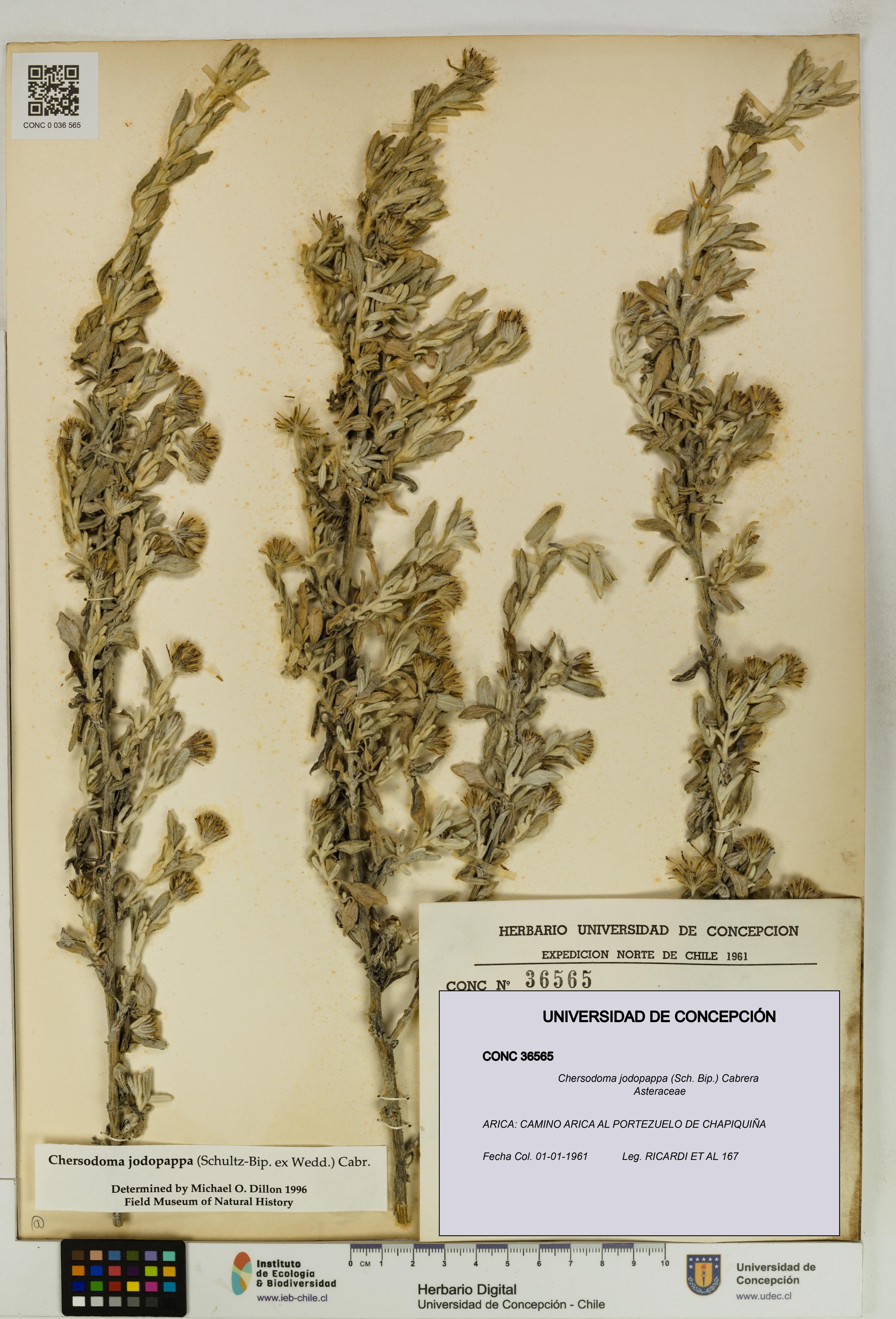 Chersodoma jodopappa [Espécimen: UDEC:CONC:0036565]