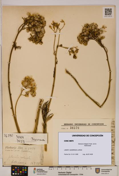 Senecio bridgesii [Espécimen: UDEC:CONC:0036570]