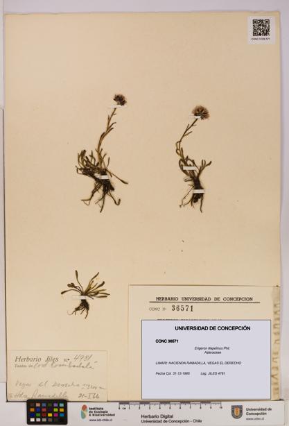 Erigeron illapelinus [Espécimen: UDEC:CONC:0036571]