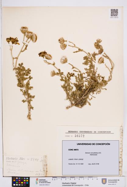 Senecio sinuatilobus [Espécimen: ]