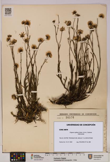 Erigeron gilliesii [Espécimen: UDEC:CONC:0036576]