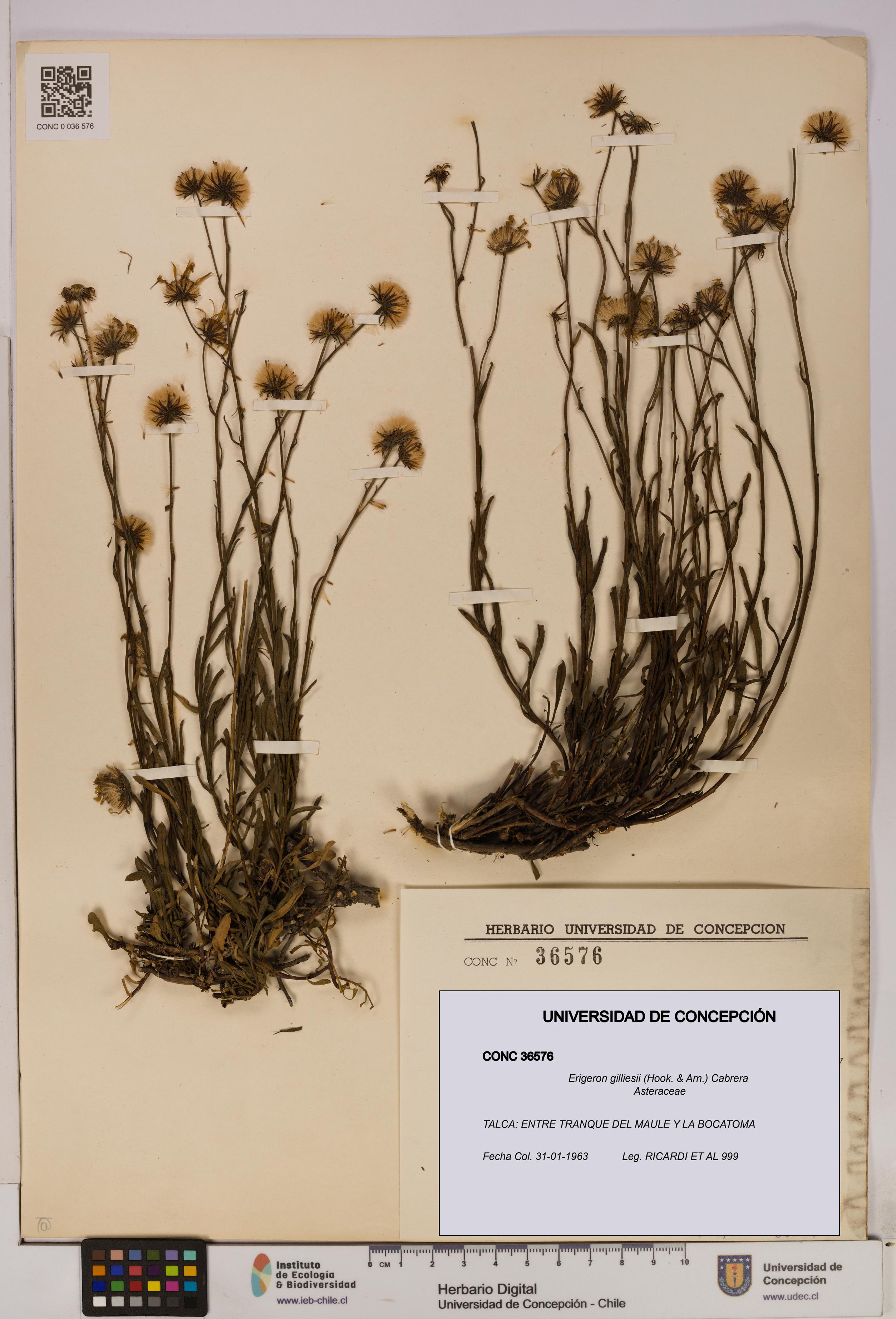 Erigeron gilliesii [Espécimen: UDEC:CONC:0036576]