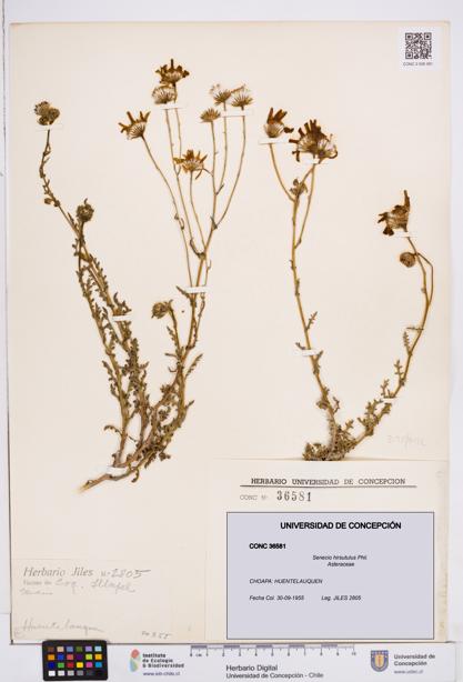 Senecio hirsutulus [Espécimen: ]