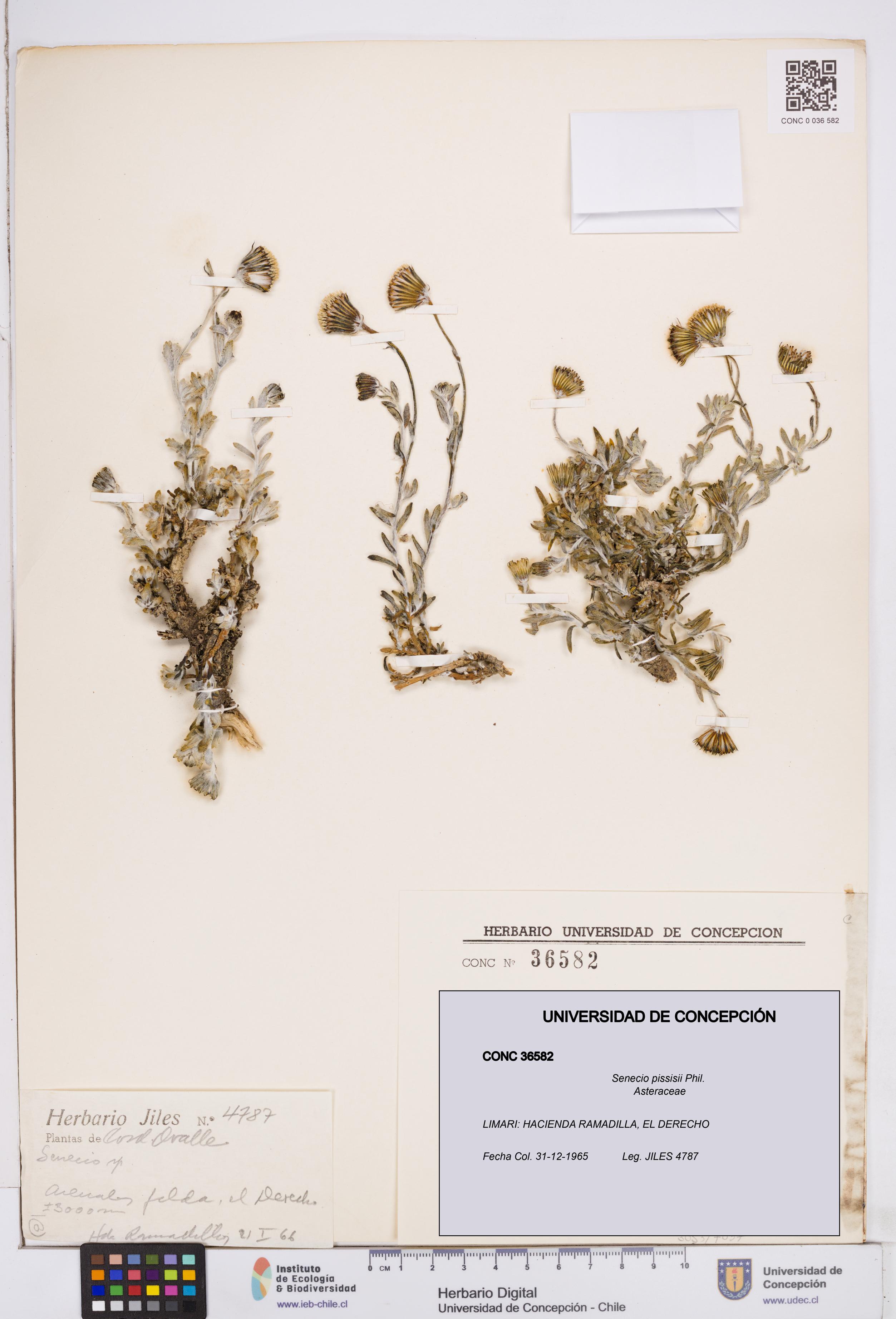 Senecio pissisii [Espécimen: ]