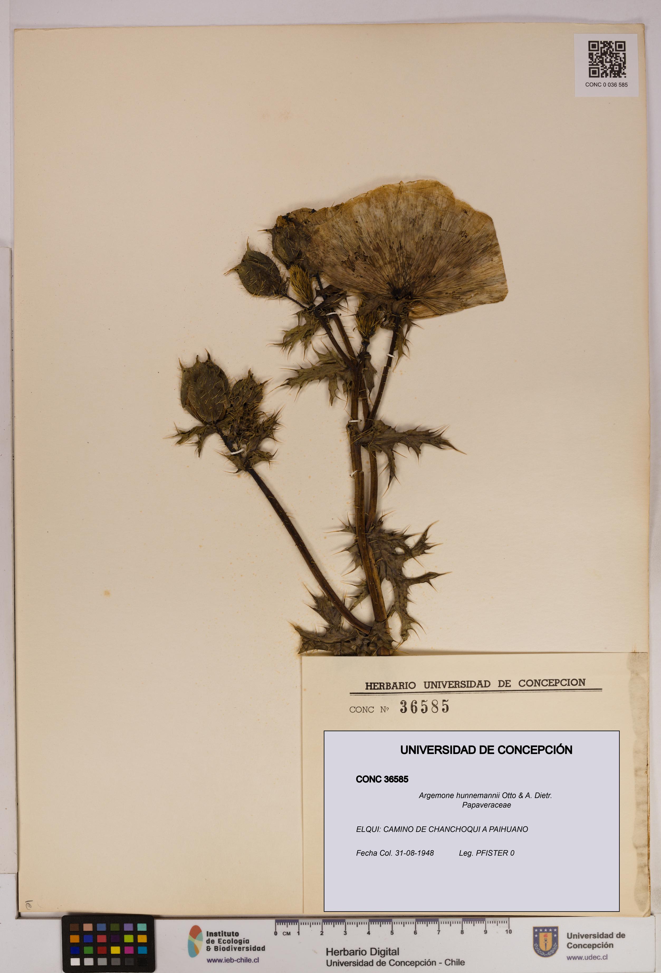 Argemone hunnemannii [Espécimen: UDEC:CONC:0036585]