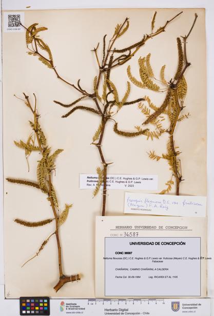 Neltuma flexuosa var. fruticosa [Espécimen: ]