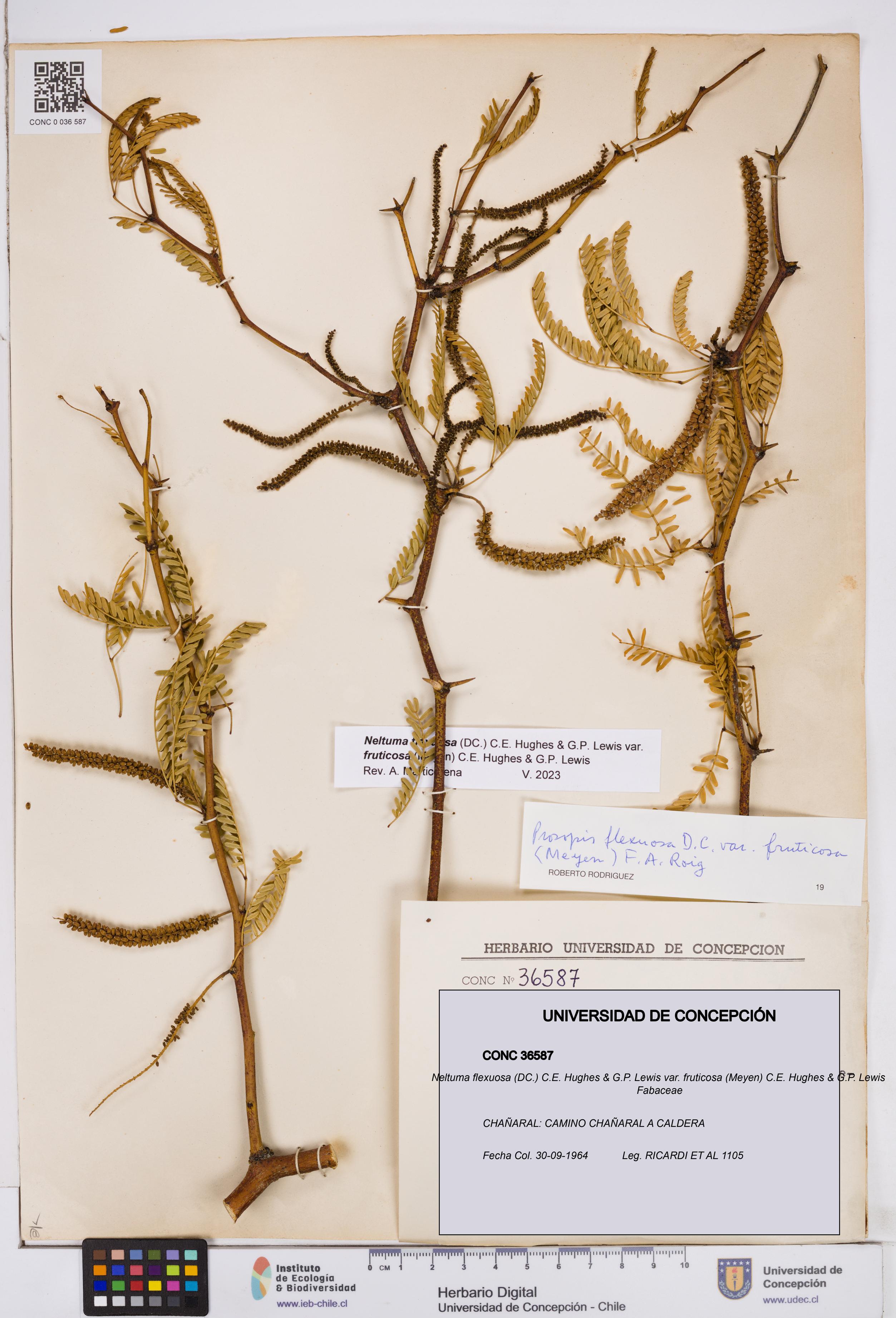 Neltuma flexuosa var. fruticosa [Espécimen: ]