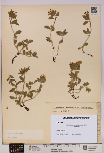 Cruckshanksia hymenodon [Espécimen: UDEC:CONC:0036613]