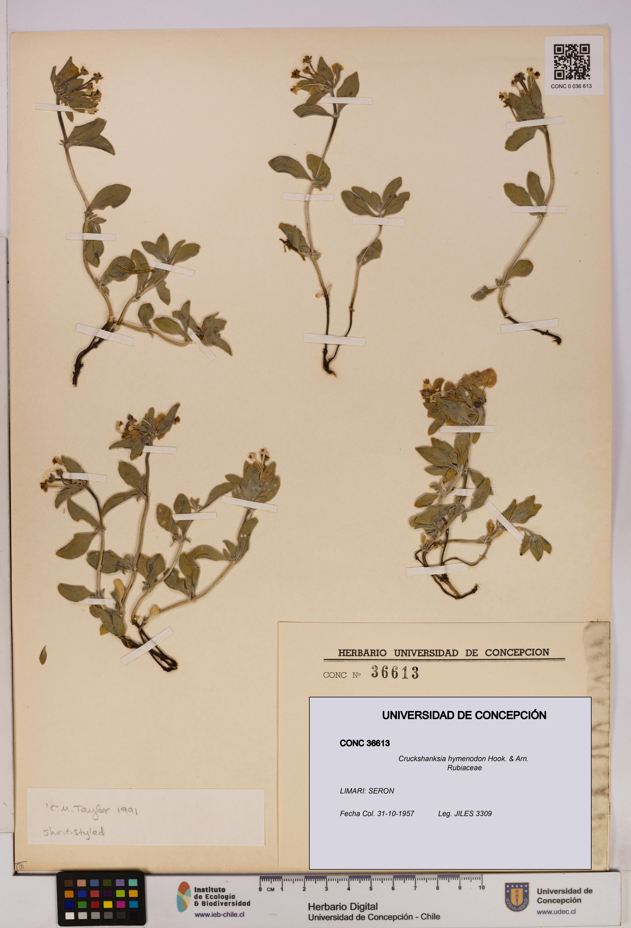 Cruckshanksia hymenodon [Espécimen: UDEC:CONC:0036613]