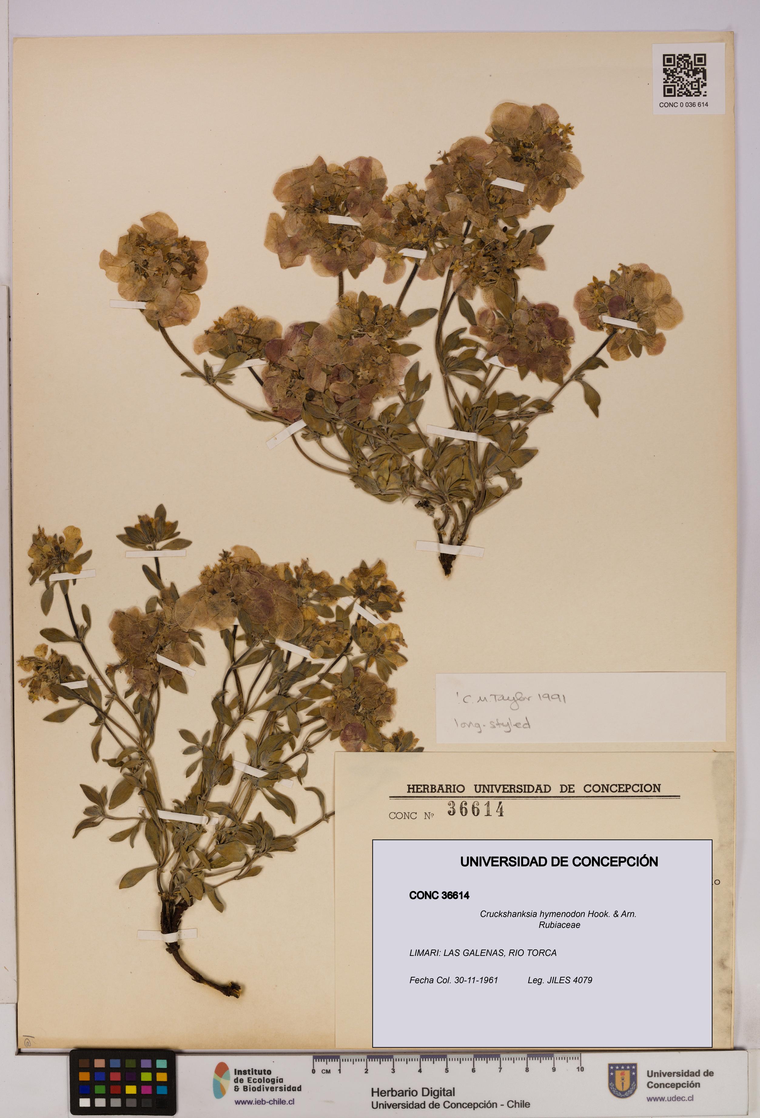 Cruckshanksia hymenodon [Espécimen: UDEC:CONC:0036614]