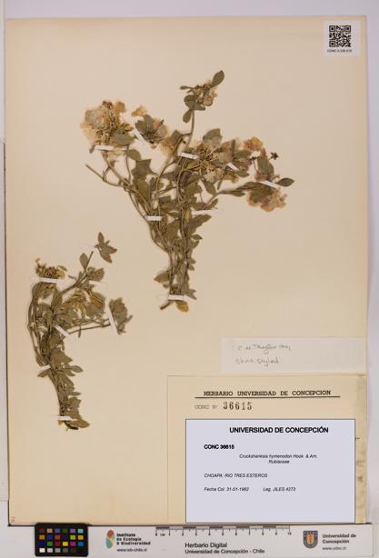 Cruckshanksia hymenodon [Espécimen: UDEC:CONC:0036615]