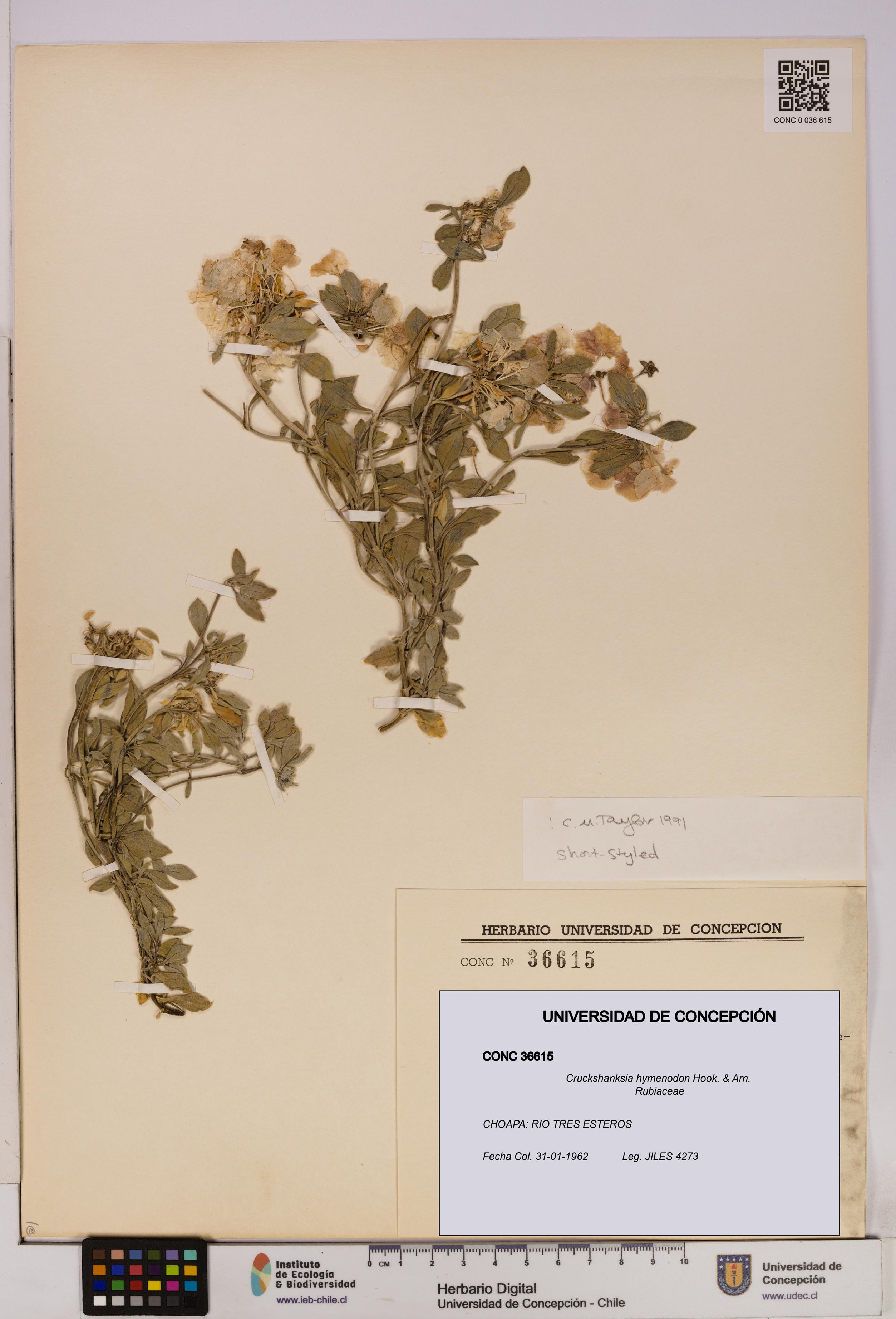 Cruckshanksia hymenodon [Espécimen: UDEC:CONC:0036615]