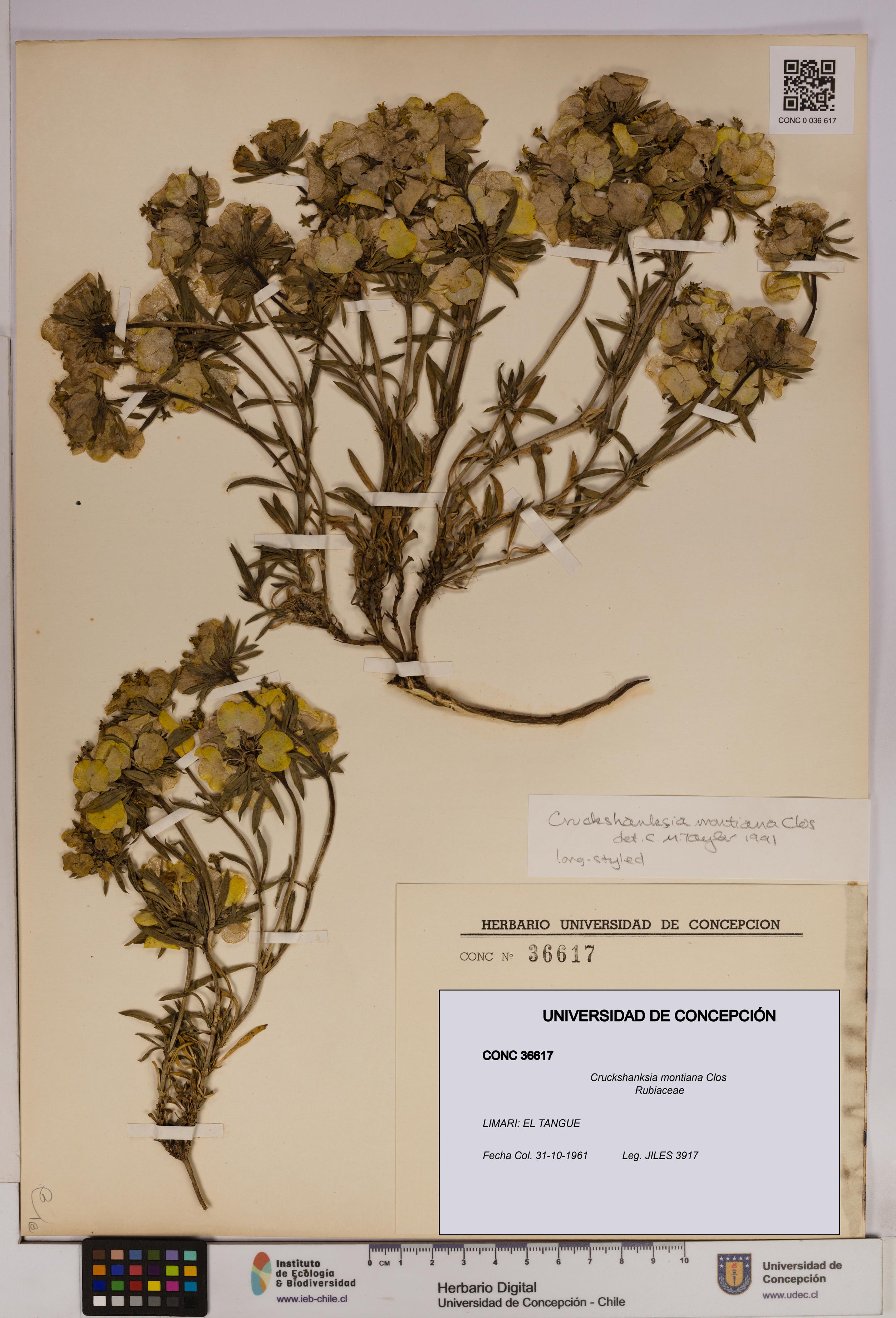 Cruckshanksia montiana [Espécimen: UDEC:CONC:0036617]