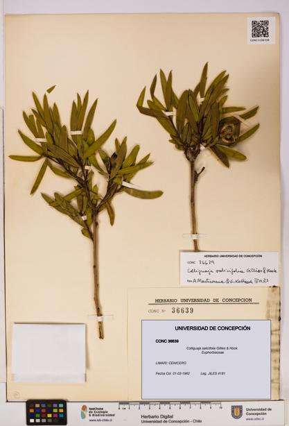 Colliguaja salicifolia [Espécimen: UDEC:CONC:0036639]