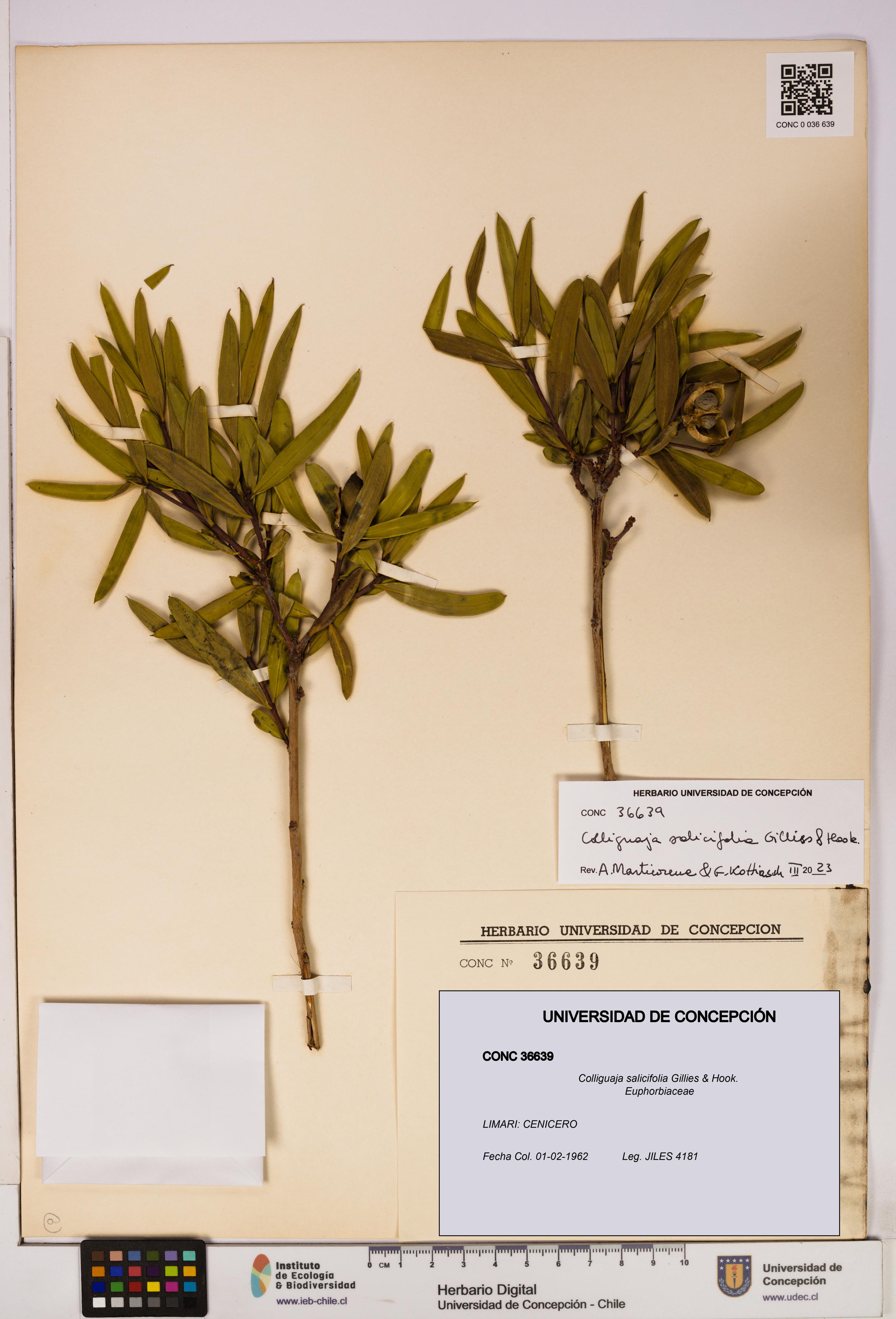 Colliguaja salicifolia [Espécimen: UDEC:CONC:0036639]