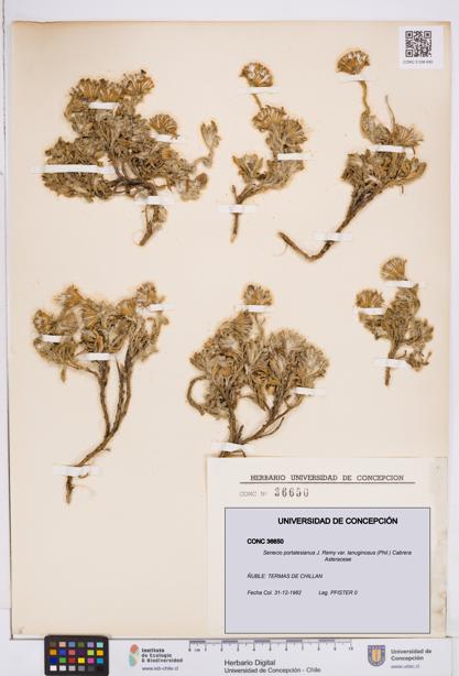 Senecio portalesianus var. lanuginosus [Espécimen: ]